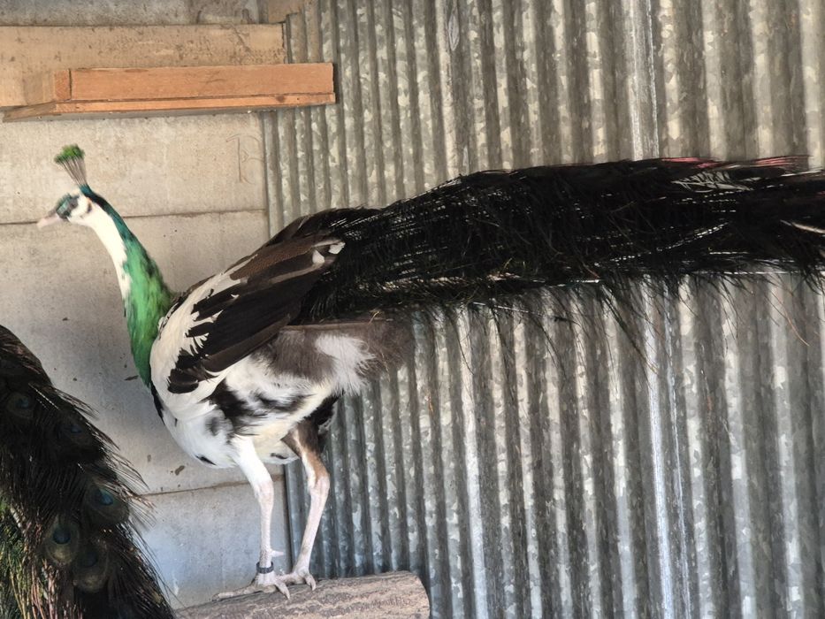 Paw Szmaragdowy szek