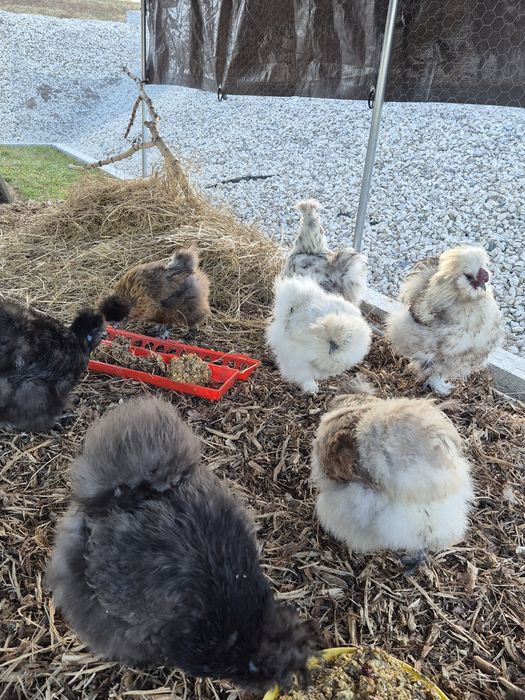 Jaja lęgowe silki  silka