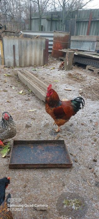 Продам молодого  півня.