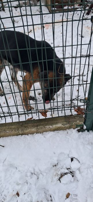 Pilnie poszukiwany właściciel