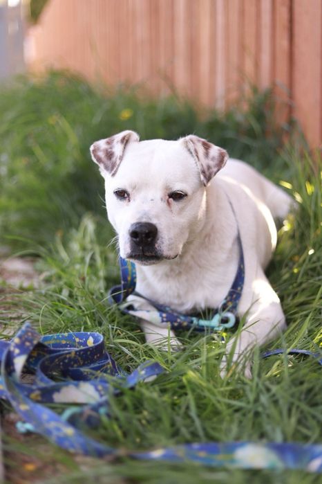 Roger - wesoły, łagodny i towarzyski samiec poleca się do adopcji