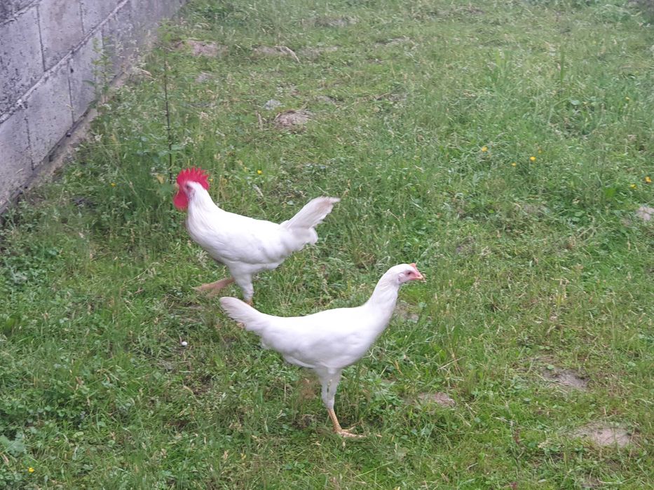 Leghorn pisklęta kurczęta kurczaki kury