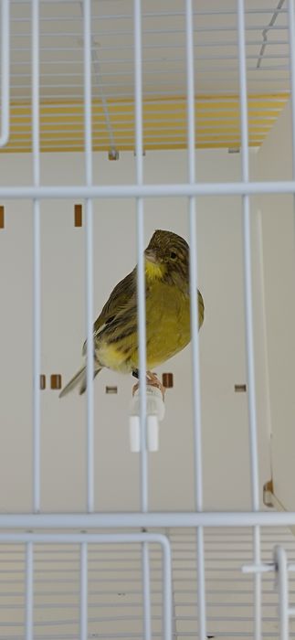 Kanarki Gloster samica nr 13, 17