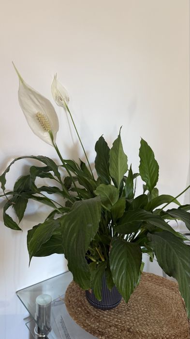 Спатіфілум спатифилум жіноче щастя квіти вазон