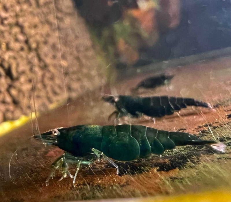 happyaquarium.pt - Camarões Neocaridina