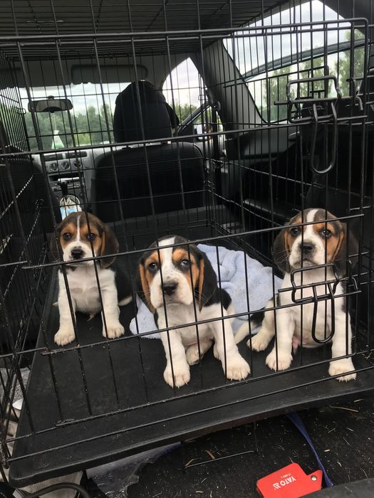 Beagle tricolor z rodowodem. Szczeniaki  wybitne!