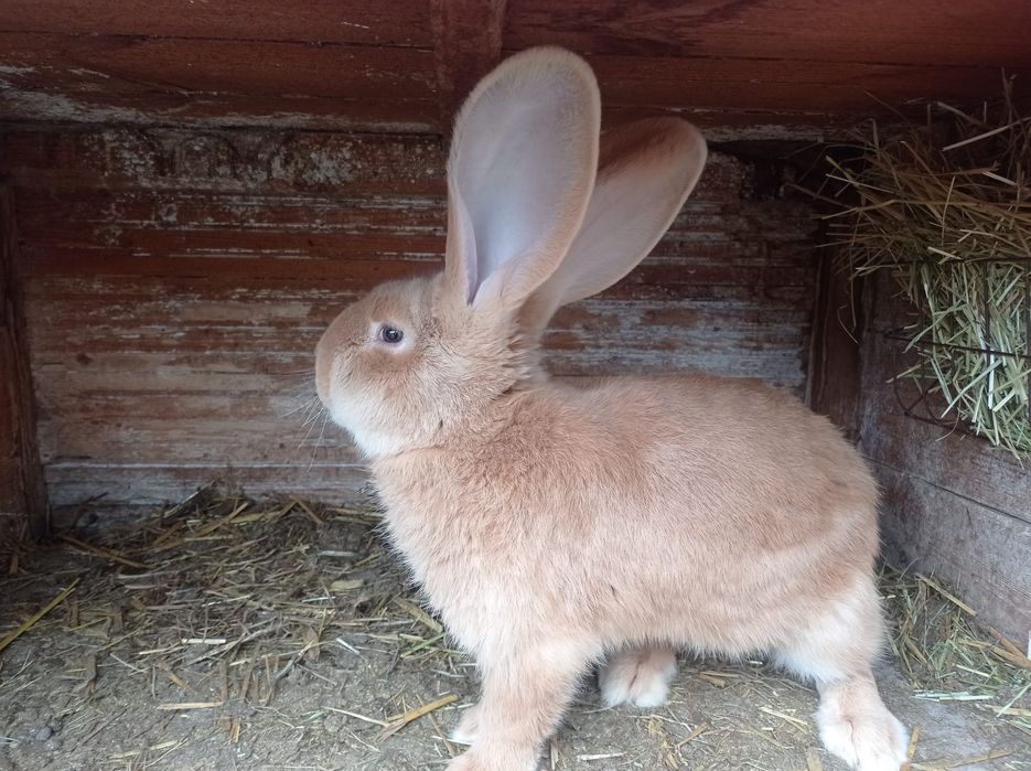 Olbrzym belgijski żółty