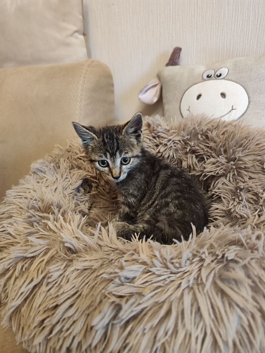 Маленькі кошенята шукають найкращі родини.