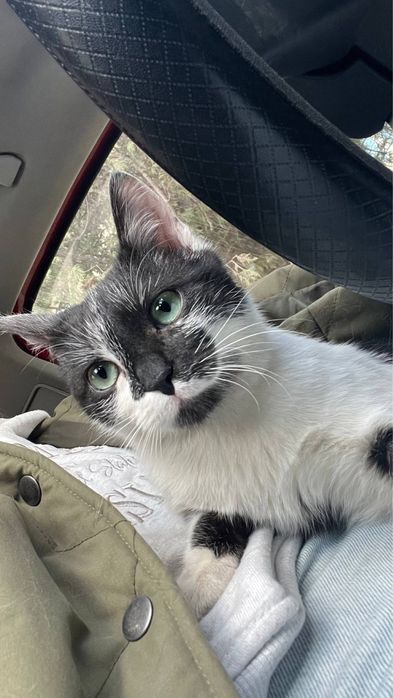 Котик безкоштовно