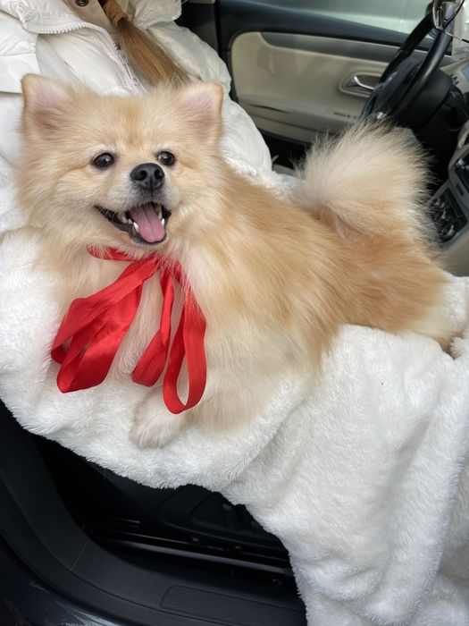 Померанські шпіци — Маленькі моделі для обіймів