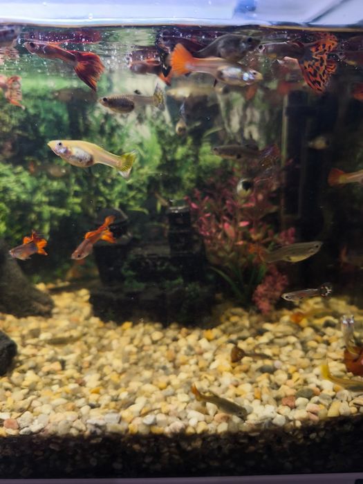 Guppys para venda