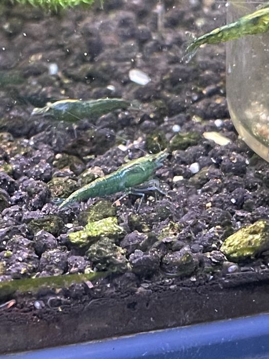 CAMARÕES NEOCARIDINA SELECIONADOS – SHRIMPMANIACPT