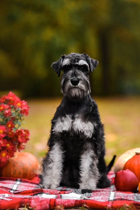 Цуценя цвергшнауцера