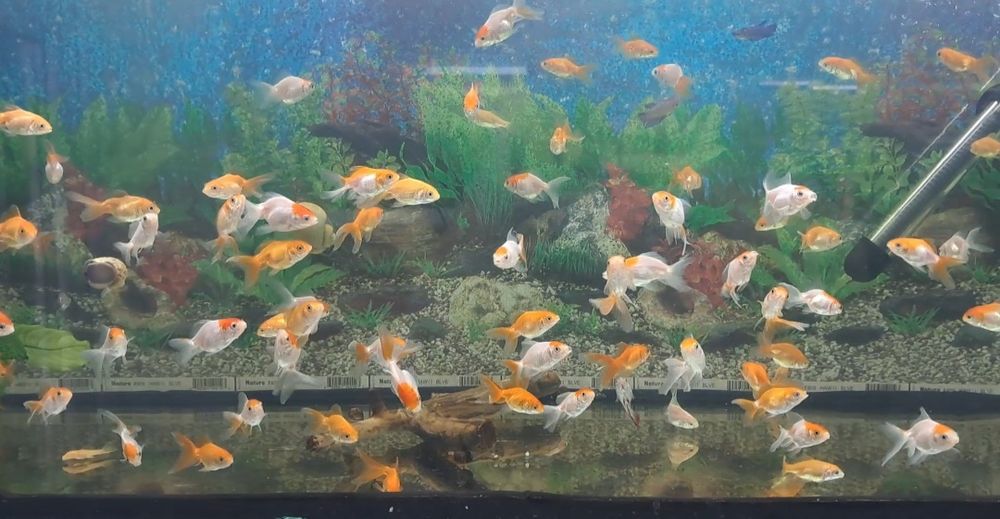 Акваріумні рибки   Тернеція  Glo fish , Даніо  Барбус  Скалярія  Вуалехвіст  Молінезія  Гуппі  Півник.  гуппі,.