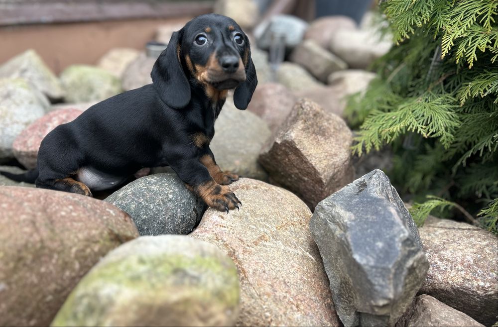 Jamnik miniaturowy sunia