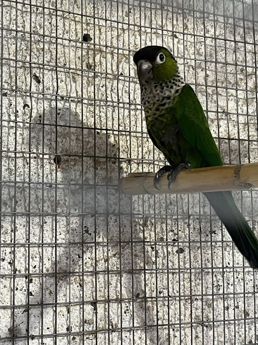 Ring Neck cleartel e Pyrrhura Rupicola