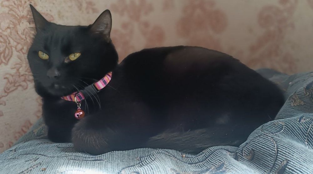 ДАМ ГРОШЕЙ ЯКЩО ПРИЙМЕТЕ МОЮ КІШКУ. шукаю дім для кішечки + покрию витрати на її утримання