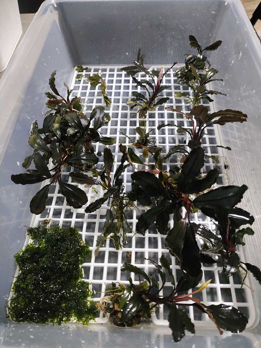 Bucephalandras anubia Nana vários tamanhos Promoção!