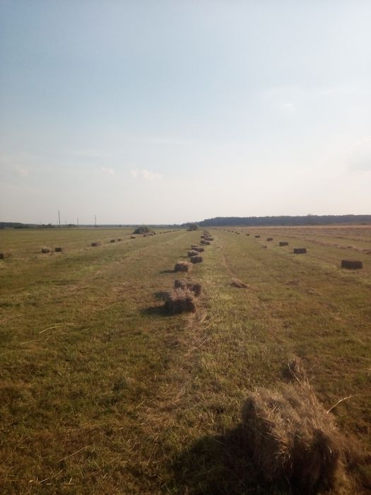 сіно в тюках. 2025