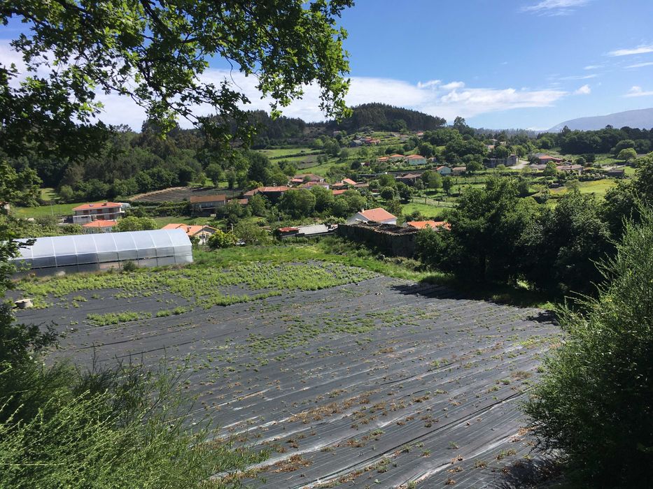 Quinta Paradisíaca !