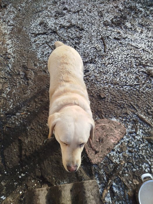 Лабрадор дівчинка