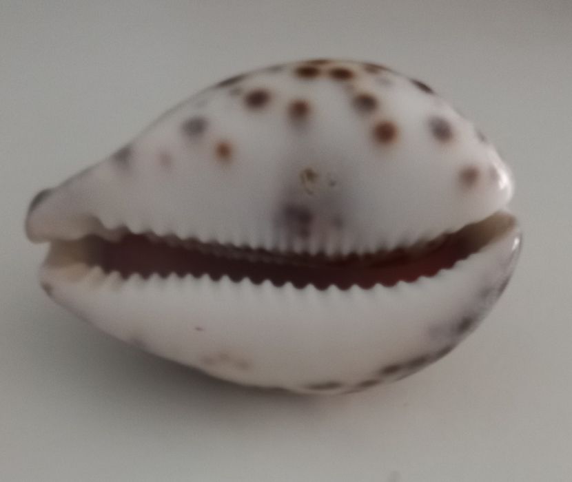 Búzio signo Sagitário