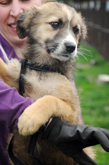 Щеня Сена потребує домівку терміново!