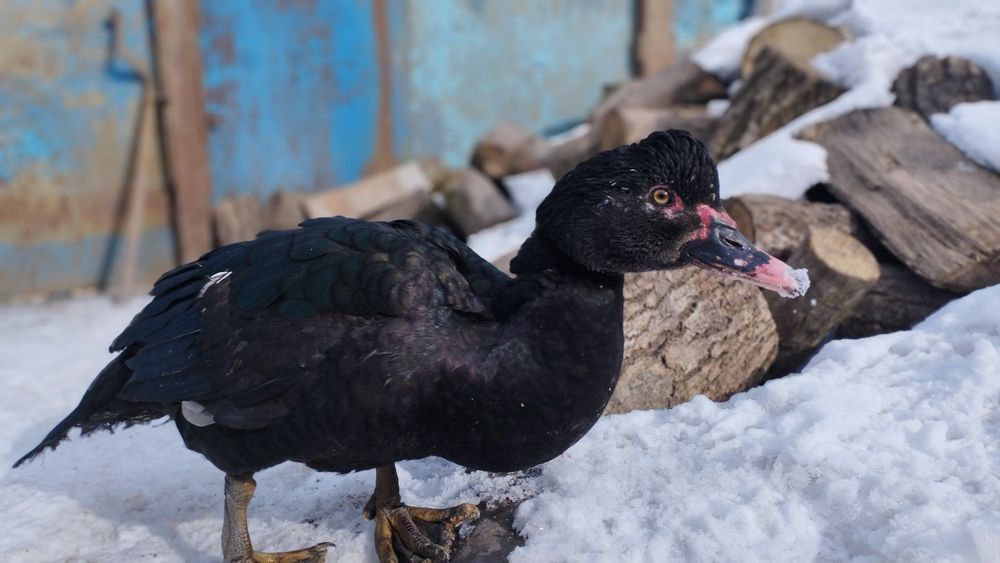 Продам Мускусні качки німецької породи (молоді)
4-качки, 2-качурі 
Цін