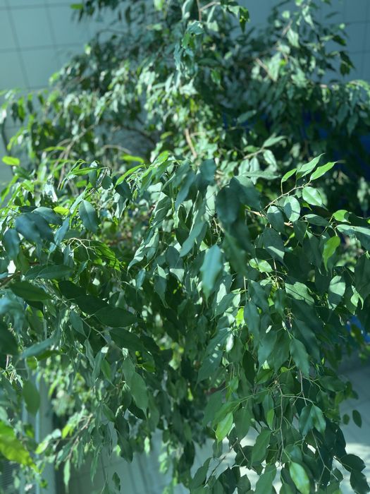 Sprzedam pieknego benjaminka