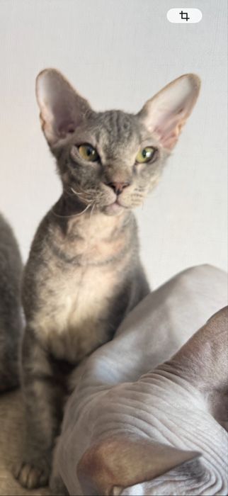 Коты Канадский Сфинкс