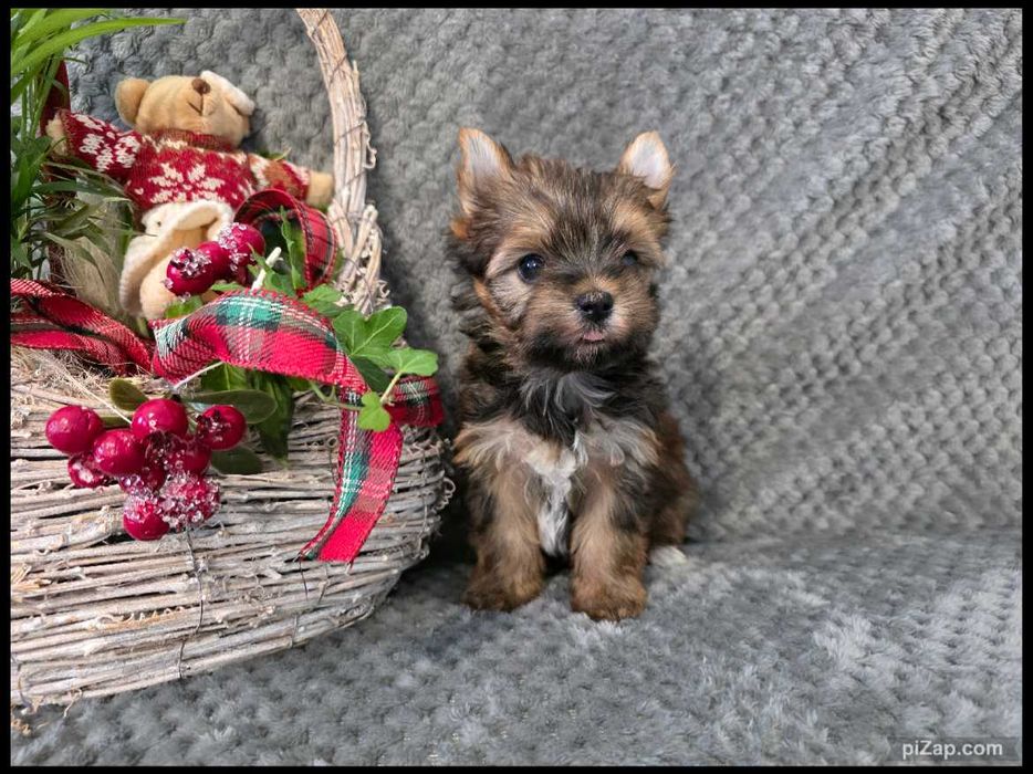 sunia , Ocean Pearl , Biewer , York