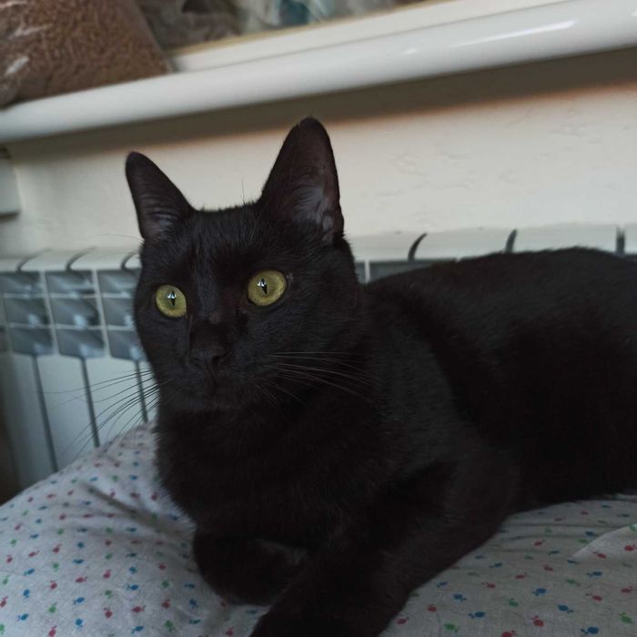 Котик шукає господарів