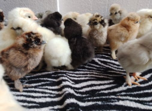 Jaja lęgowe silki jajka silka jedwabista USA lokowana satynowa