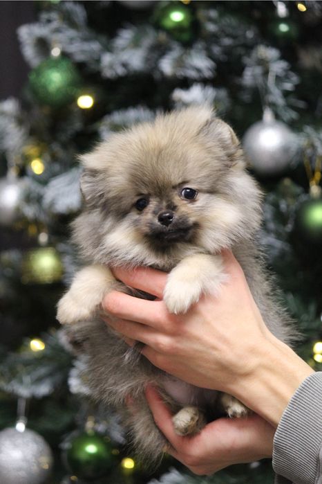 Девочка шпиц ,щенки шпица не дорого