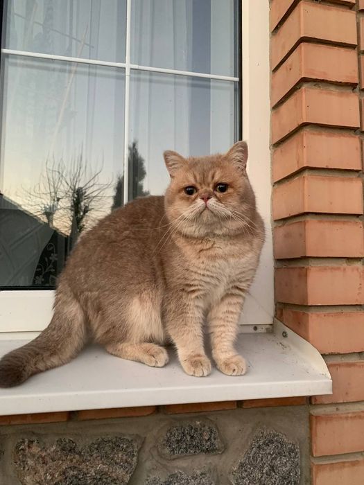 В'язка золота шиншила мальчик кот