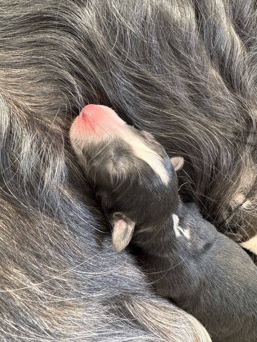 Chart Rosyjski Borzoj Tadeusz