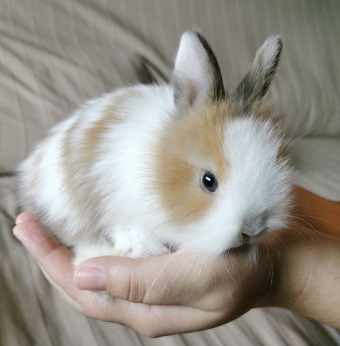 KIT Coelhos anões mini holandês e angorá lindíssimos e muito dóceis