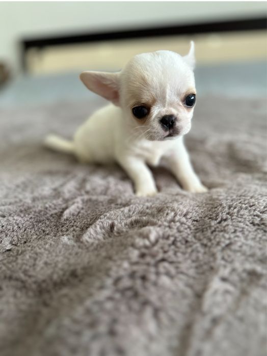 Chihuahua macho mini