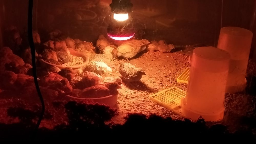 Codornizes da China