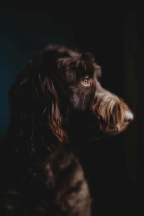 Lensbaby Velvet 56mm f 1.6 Sony E mount