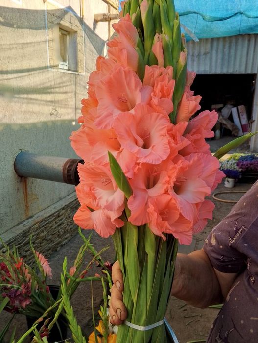 Цибулини гладіолусів