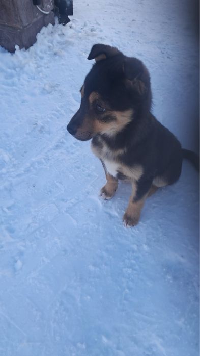 Віддам в добрі руки