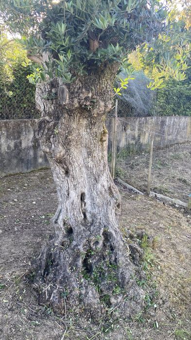 Vende-se oliveiras milenares