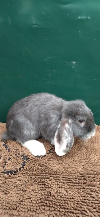 Кролики різних порід