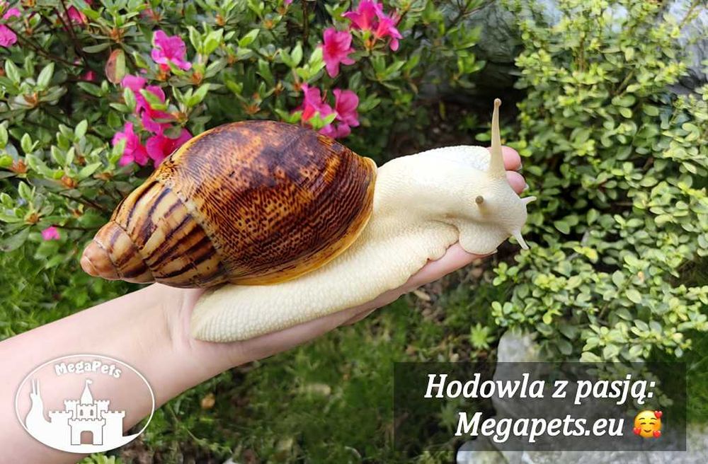 Olbrzymi Archachatina marginata ovum pseudoleucistic Ślimaki Achatina