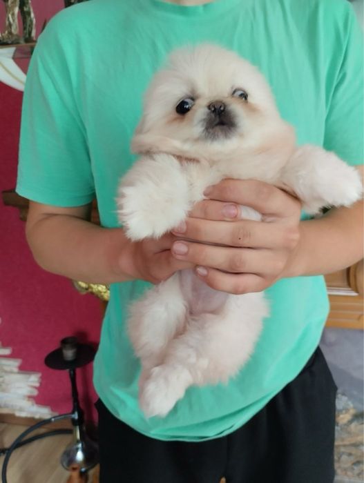 Продам цуценят Пекінесиків