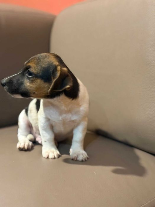 Jack russell terrier