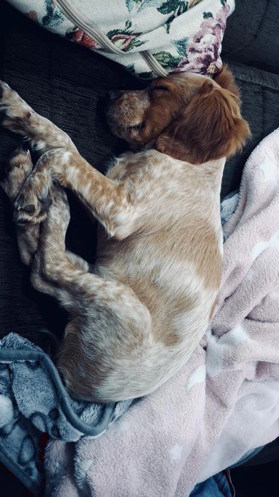Pet sitting & Dog walking em Santarém