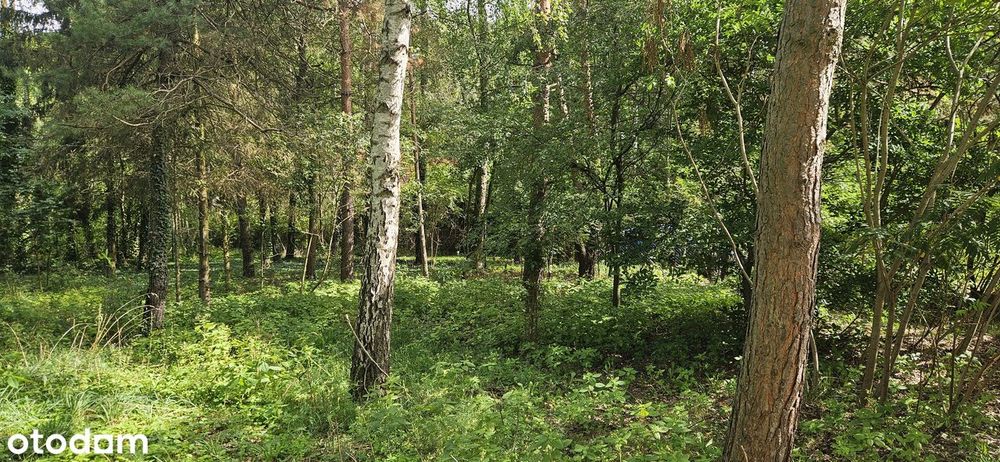 Bezpośrednio działka budowlana Milanówek/ Podkowa Leśna - Widok 3