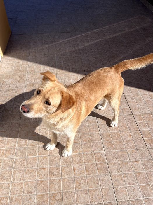 Cão com 2 anos. Arraçado de labrador e podengo